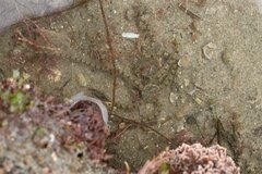 Ophionereis annulata