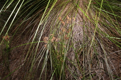 Schizaea bifida