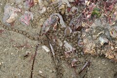 Ophionereis annulata