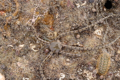 Ophionereis annulata