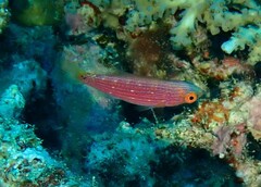 Cirrhilabrus scottorum