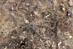 Ophionereis annulata