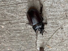 Strategus aloeus