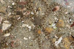 Ophionereis annulata