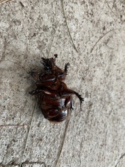 Strategus aloeus