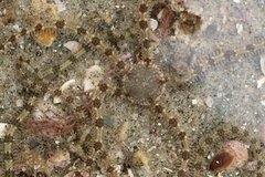 Ophionereis annulata