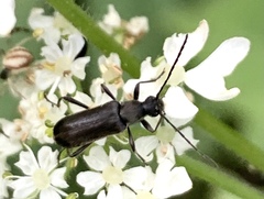 Grammoptera subargentata