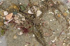 Ophionereis annulata