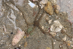 Ophionereis annulata