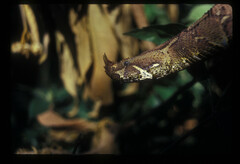Bitis nasicornis