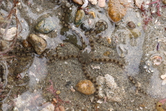 Ophionereis annulata