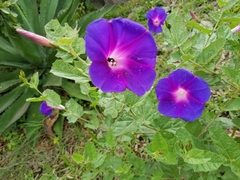 Ipomoea tacambarensis