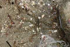 Ophionereis annulata