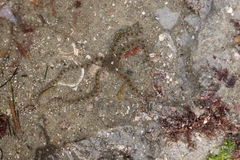 Ophionereis annulata