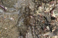 Ophionereis annulata