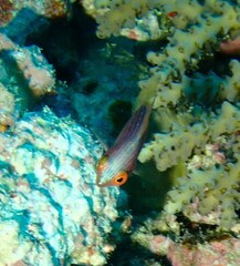 Cirrhilabrus scottorum