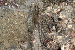 Ophionereis annulata