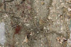 Ophionereis annulata