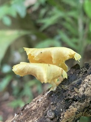 Cotylidia aurantiaca