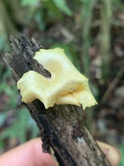 Cotylidia aurantiaca