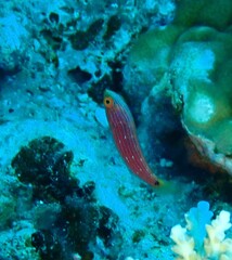 Cirrhilabrus scottorum