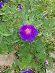 Ipomoea tacambarensis
