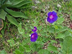 Ipomoea tacambarensis