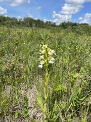 Platanthera praeclara