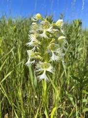 Platanthera praeclara