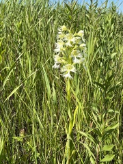 Platanthera praeclara