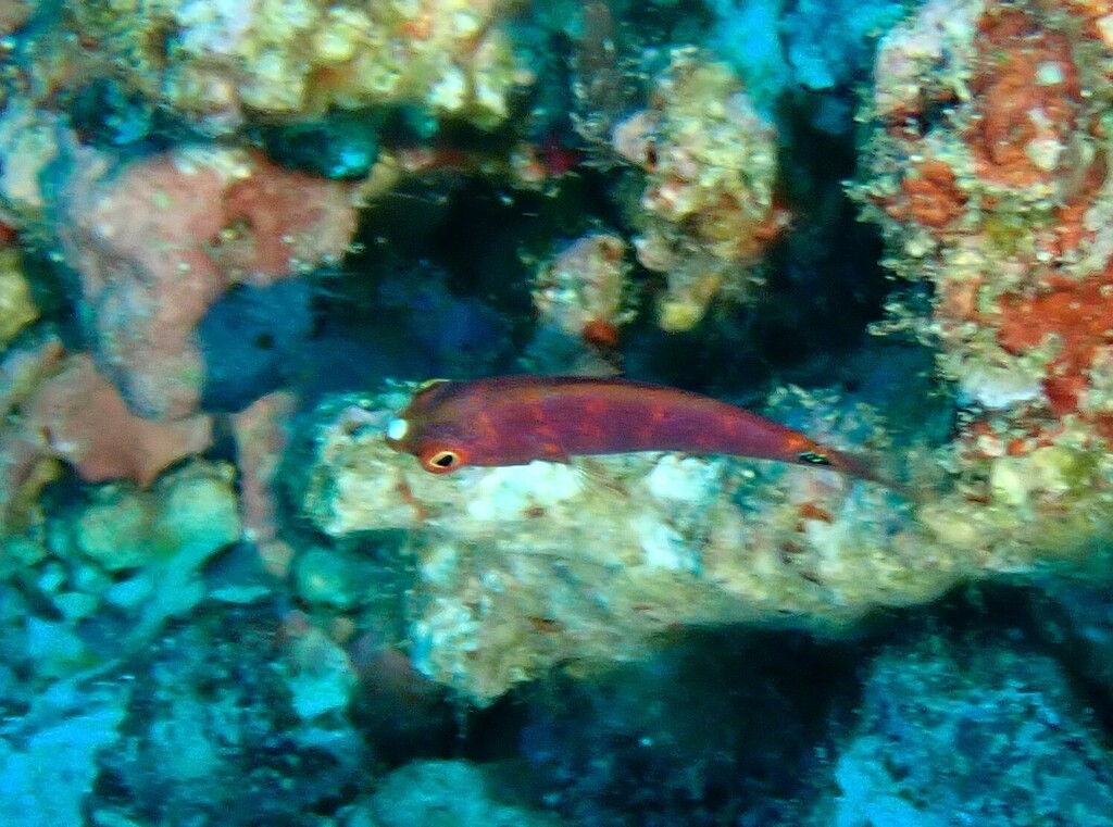 Exquisite wrasse