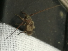 Exocentrus punctipennis