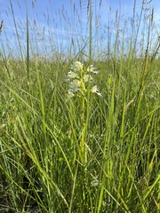 Platanthera praeclara