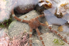 Ophioderma panamense