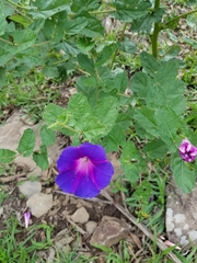 Ipomoea tacambarensis