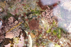 Ophioderma panamense