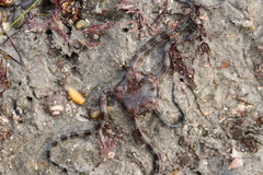 Ophioderma panamense