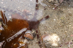 Ophioderma panamense