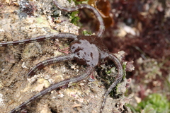 Ophioderma panamense