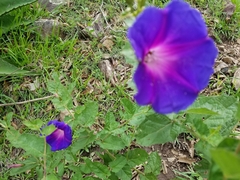 Ipomoea tacambarensis