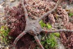 Ophioderma panamense