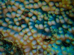 Turbinaria stellulata