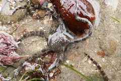 Ophioderma panamense