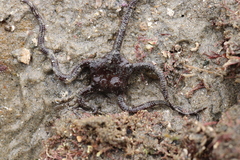 Ophioderma panamense