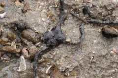 Ophioderma panamense