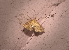 Musotima ochropteralis
