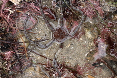 Ophioderma panamense