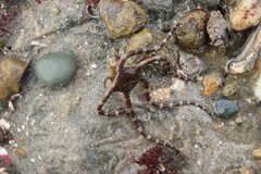 Ophioderma panamense