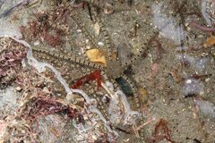 Ophionereis annulata