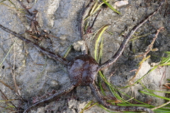 Ophioderma panamense